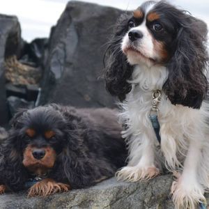 Meet your Posher, Connie